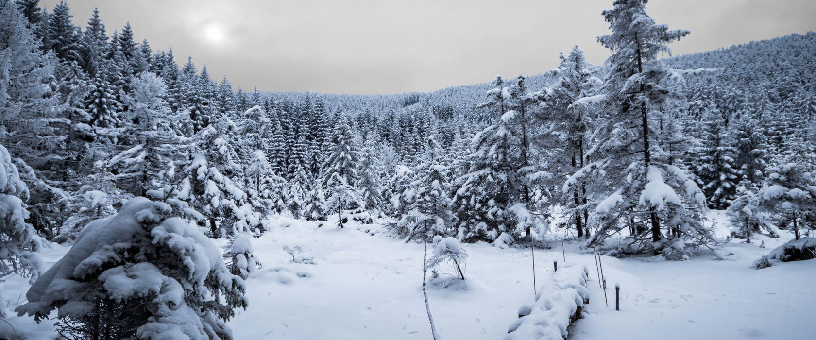 Wald im verschneiten Winter, Glasbild Panorama