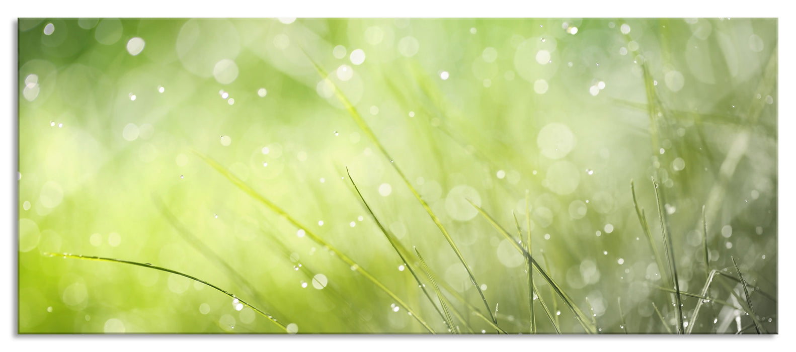 Pixxprint Nahaufnahme Wiese bei Regen, Glasbild Panorama