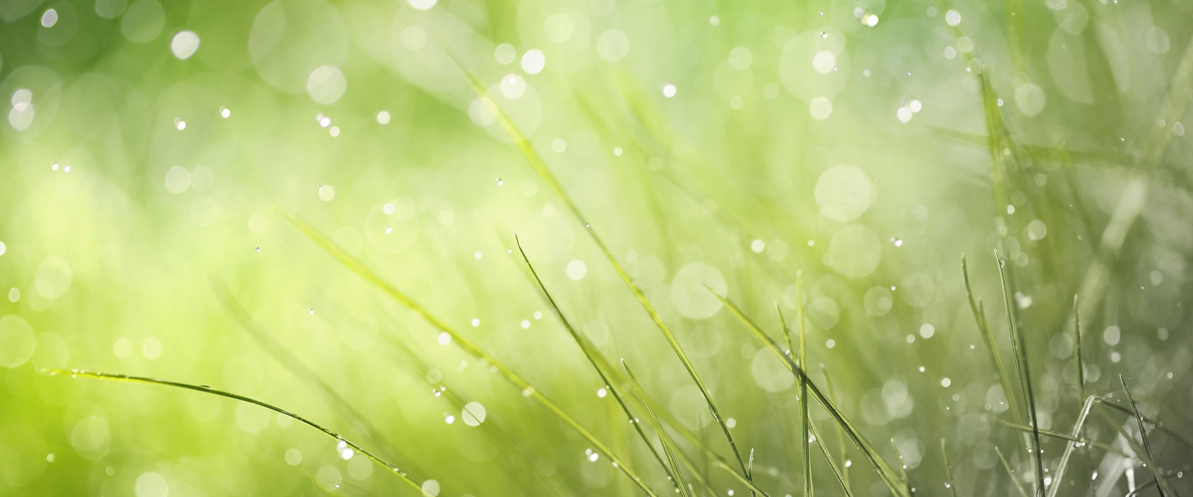 Nahaufnahme Wiese bei Regen, Glasbild Panorama