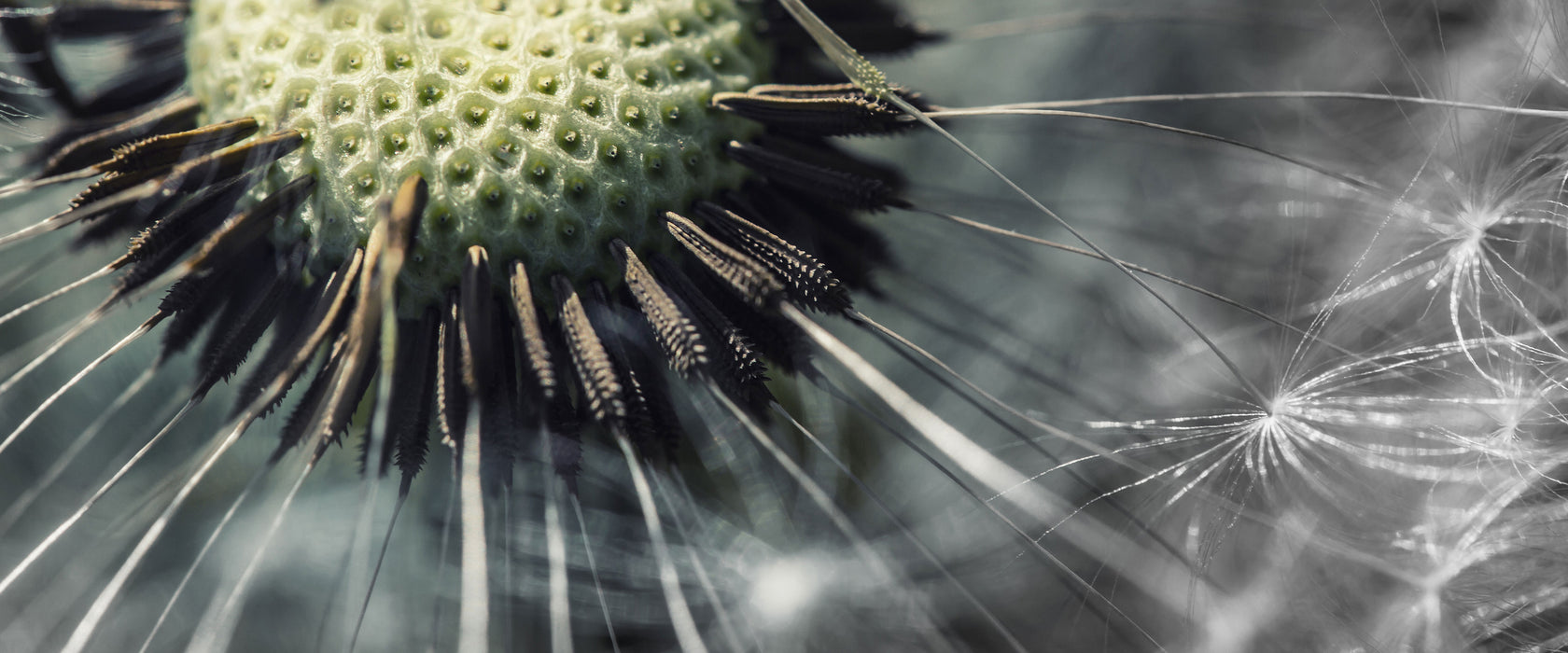 Nahaufnahme einer Pusteblume, Glasbild Panorama