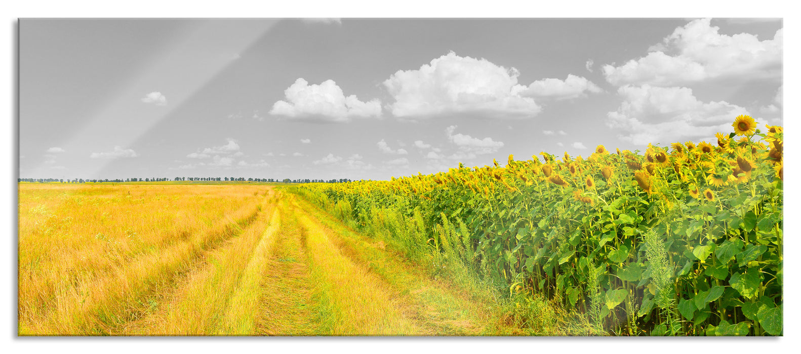 Pixxprint Feldweg Sonnenblumen, Glasbild Panorama