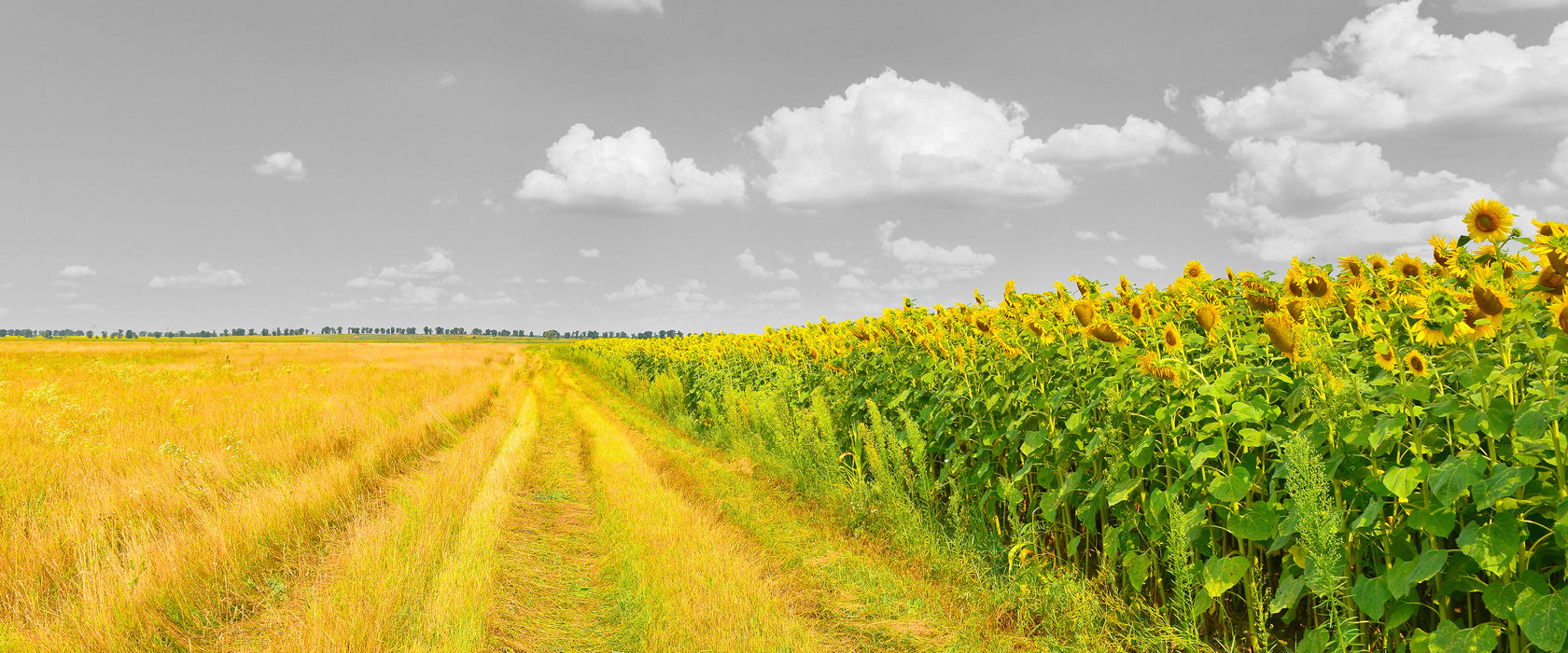 Feldweg  Sonnenblumen, Glasbild Panorama