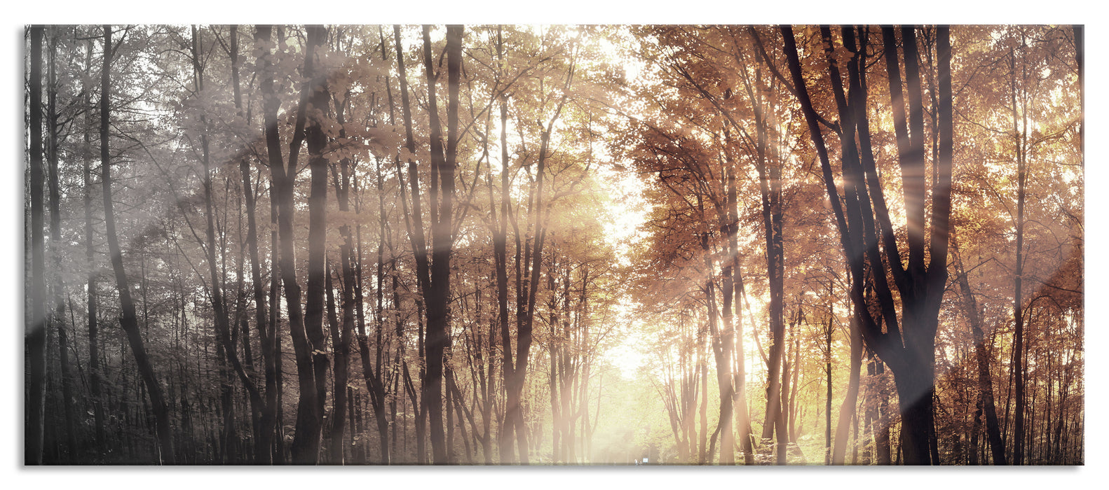 Pixxprint Allee im Herbstlicht, Glasbild Panorama