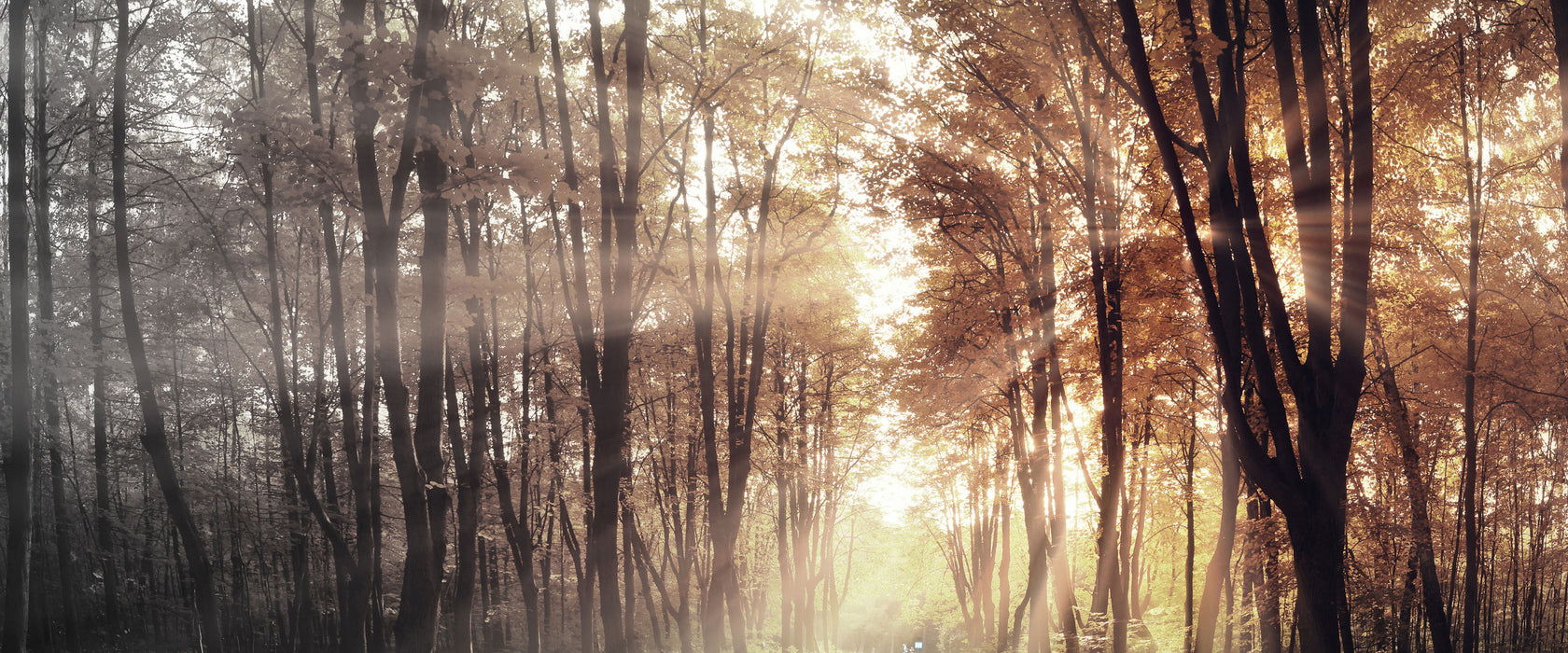 Allee im Herbstlicht, Glasbild Panorama