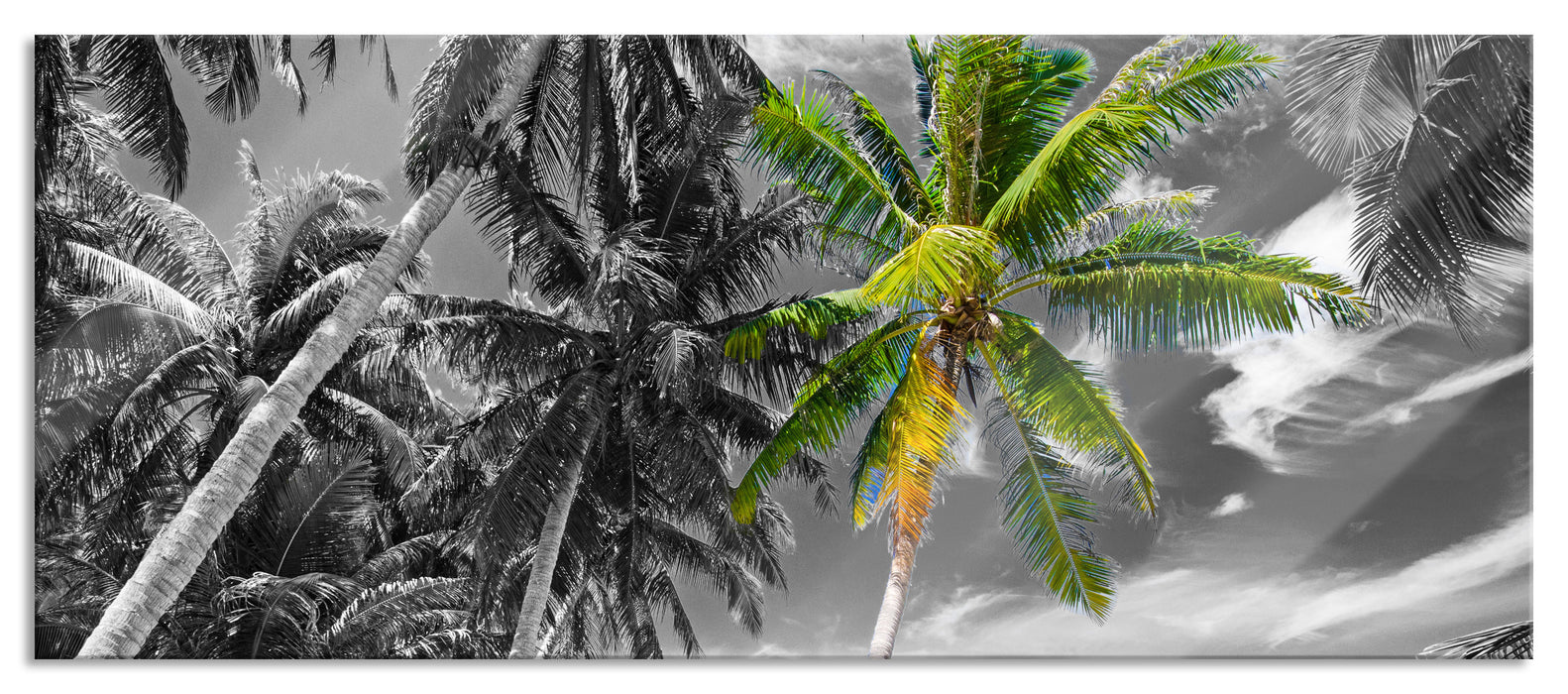 Pixxprint wunderschöner Strand mit Palmen, Glasbild Panorama