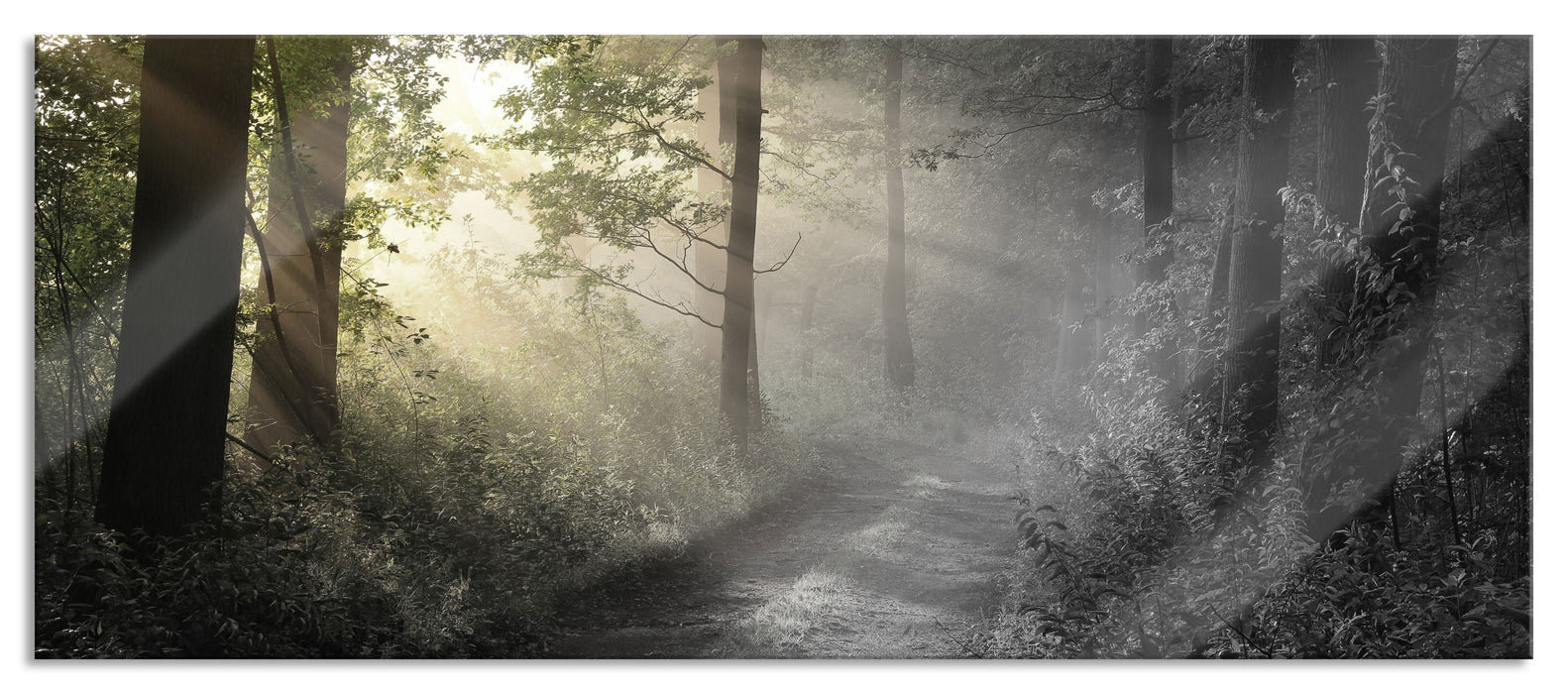 Pixxprint Waldweg im Grünen, Glasbild Panorama