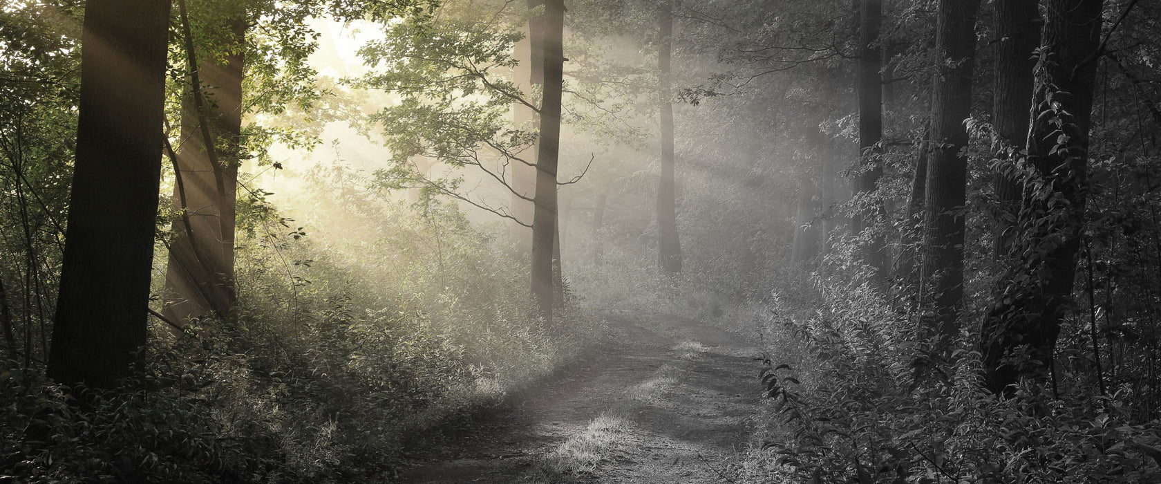 Waldweg im Grünen, Glasbild Panorama