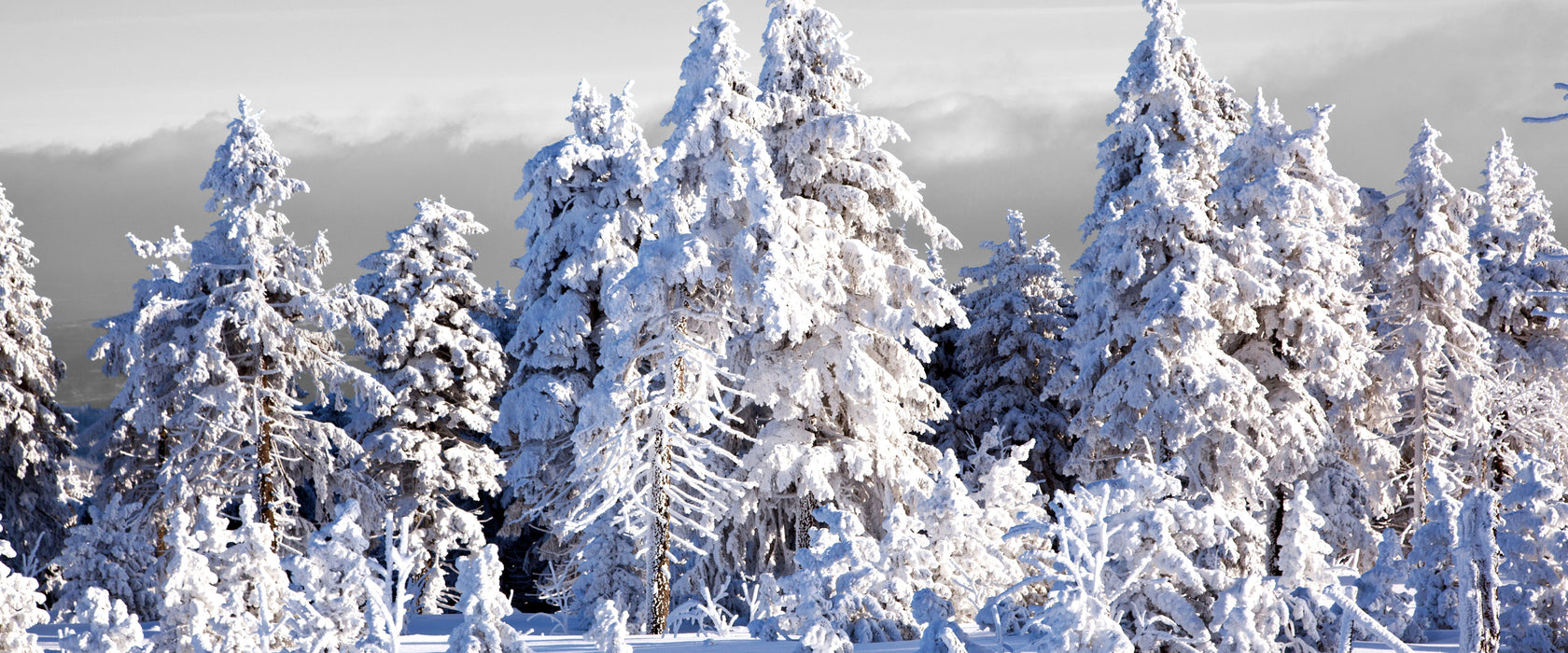 Winter Wunderland, Glasbild Panorama