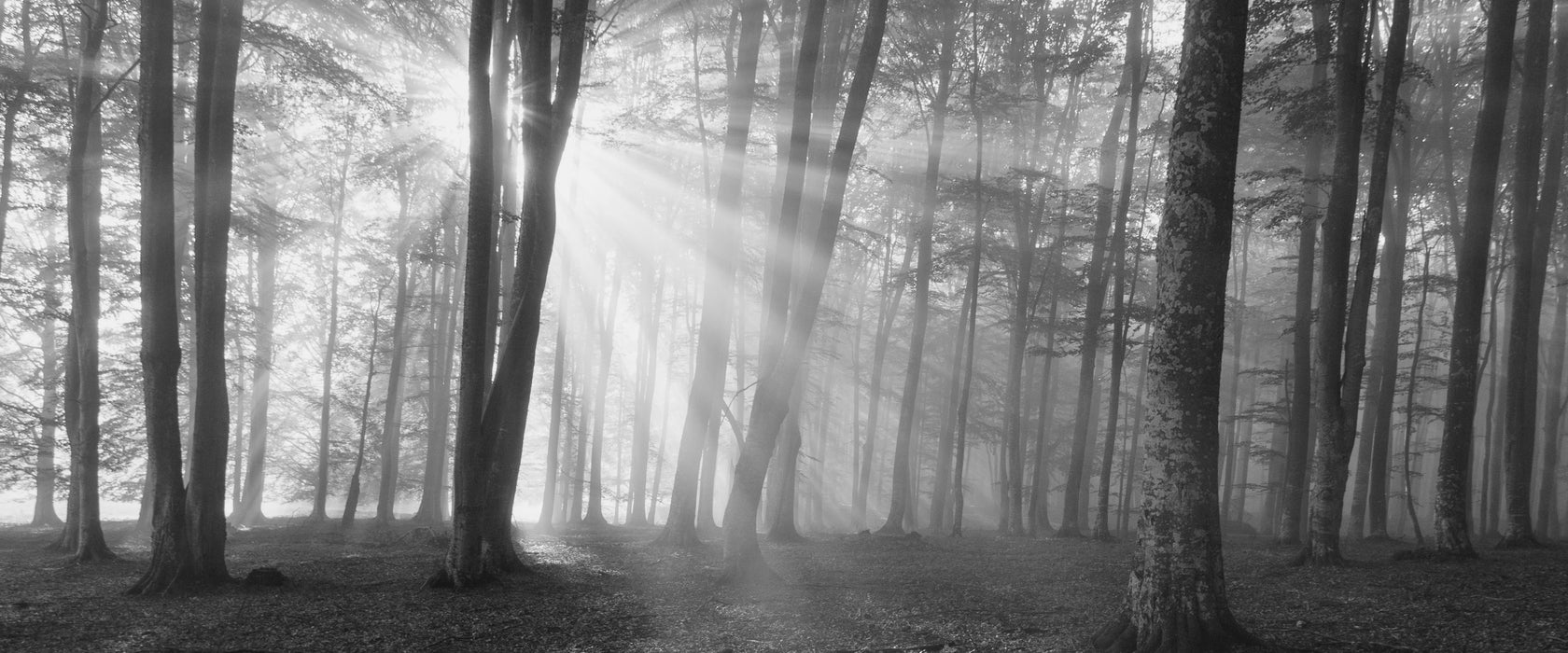 Wald mit Sonnenstrahlen, Glasbild Panorama