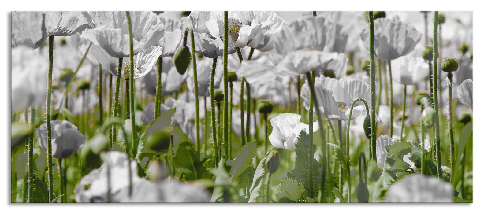 Pixxprint Blumenwiese Mohnblumen, Glasbild Panorama