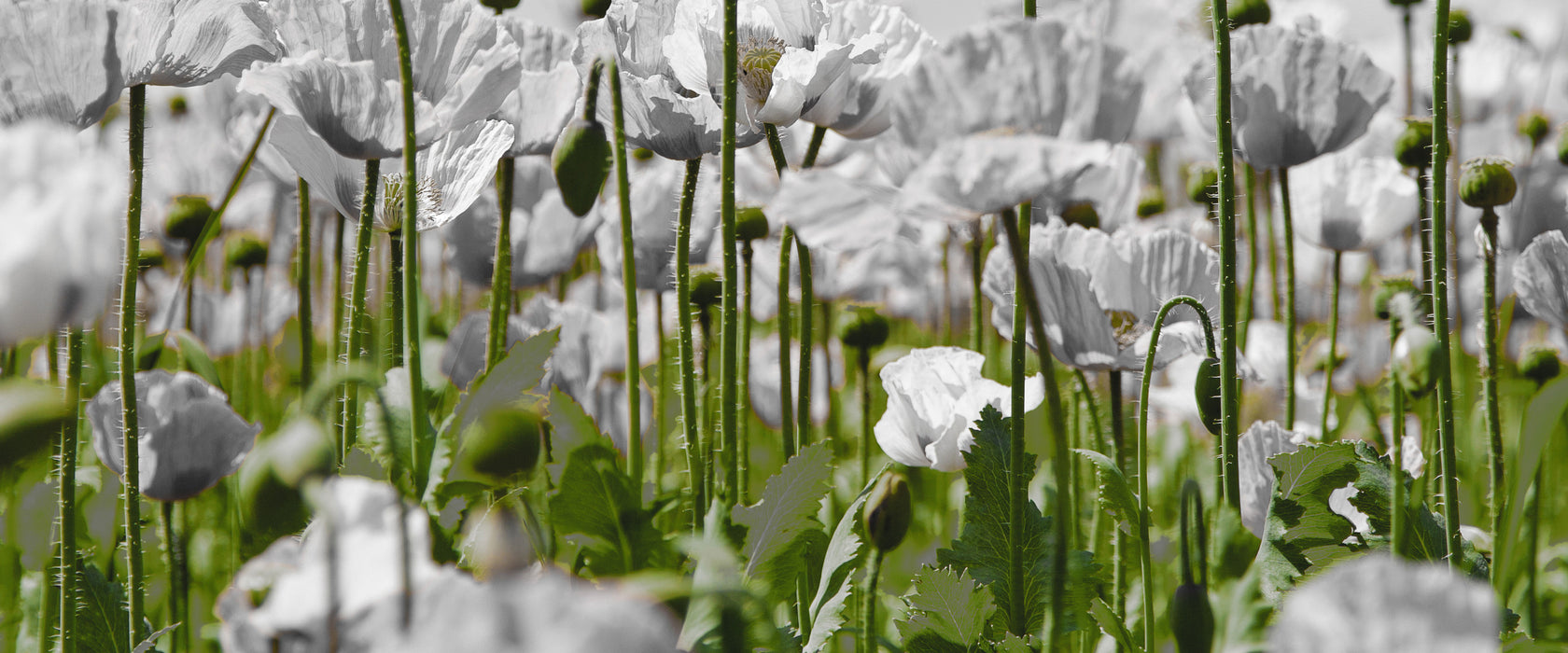 Blumenwiese Mohnblumen, Glasbild Panorama