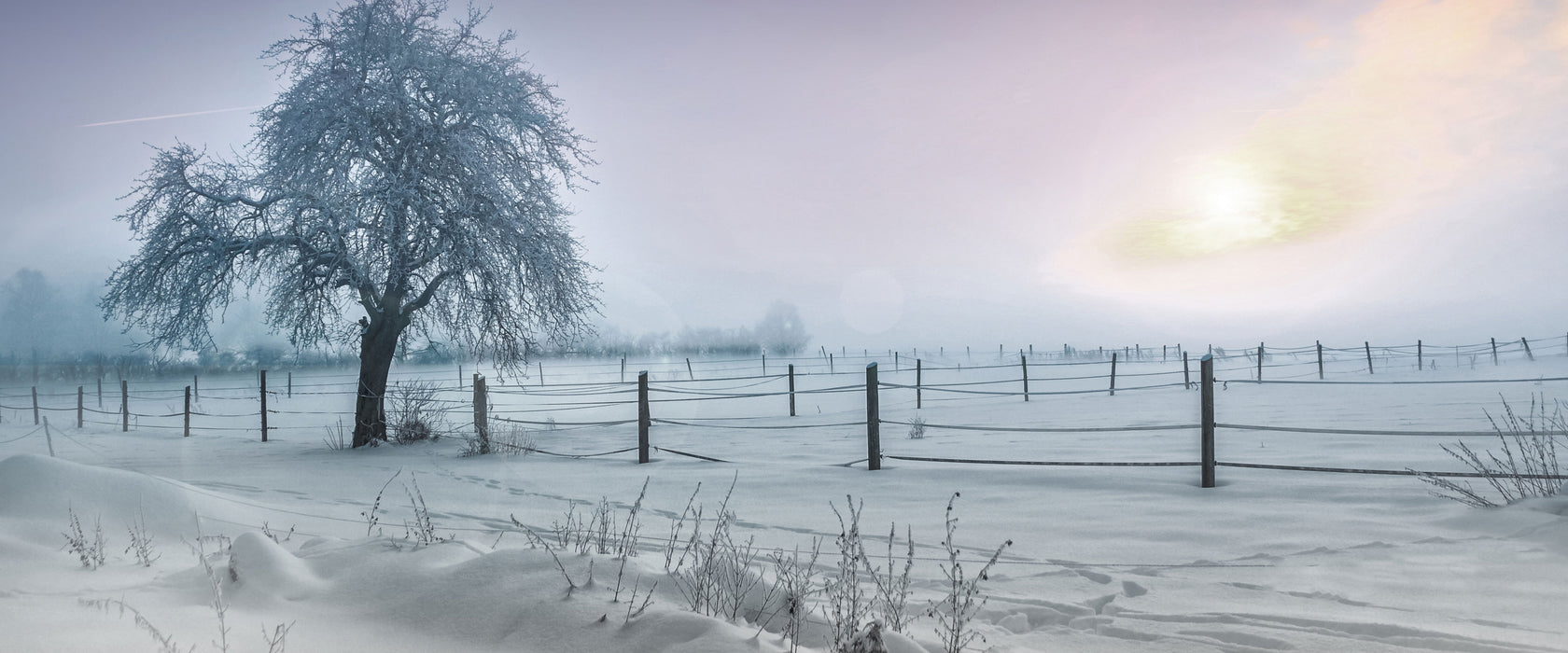 Baum in Winterlandschaft, Glasbild Panorama