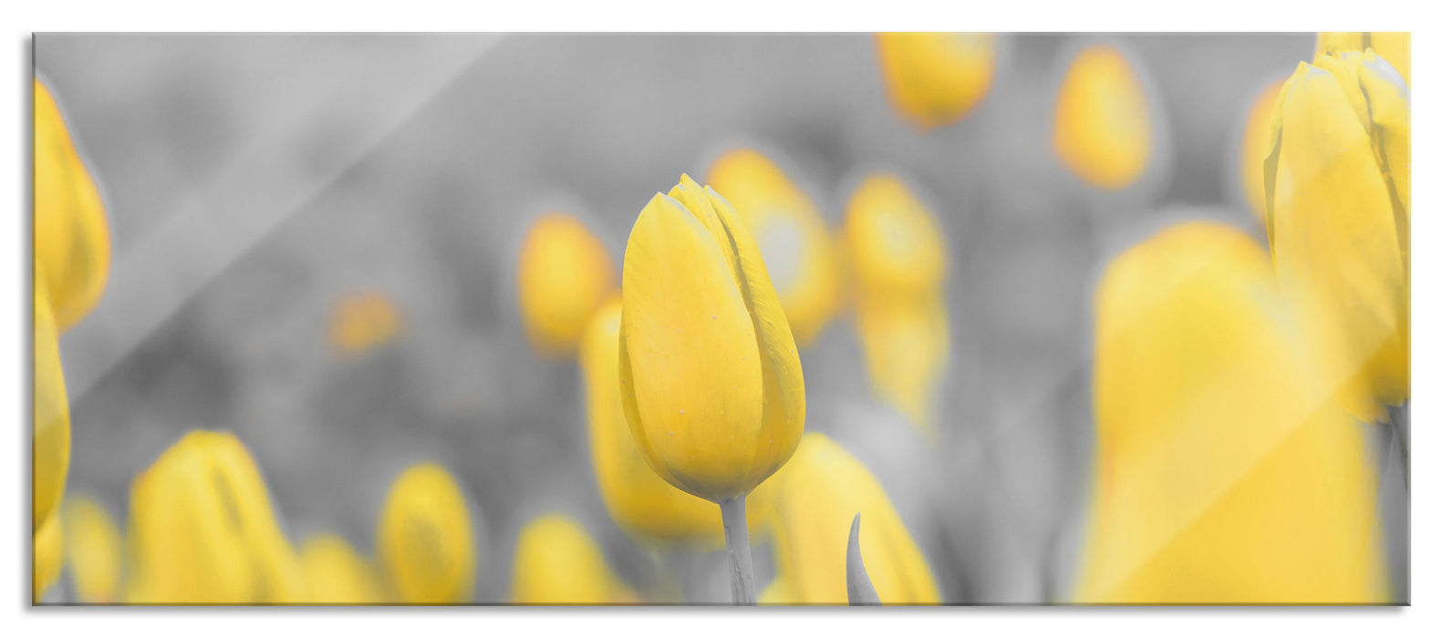 Pixxprint Gelbes Tulpenmeer, Glasbild Panorama