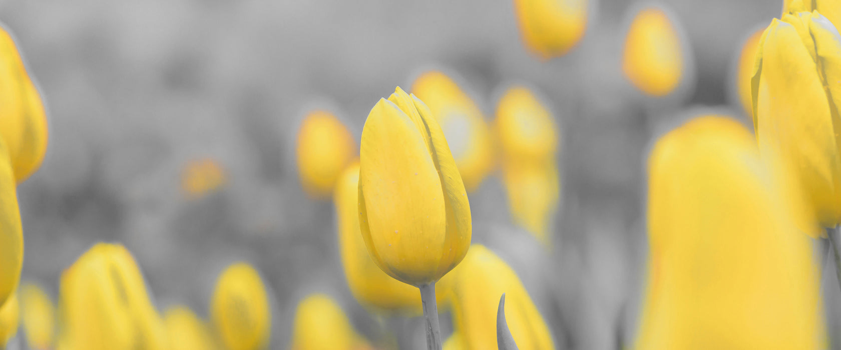 Gelbes Tulpenmeer, Glasbild Panorama