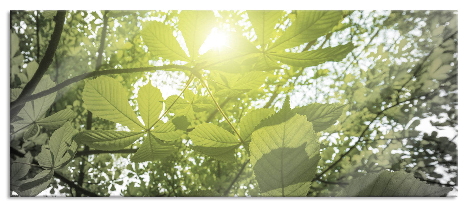 Pixxprint Grüne Kastanienblätter, Glasbild Panorama