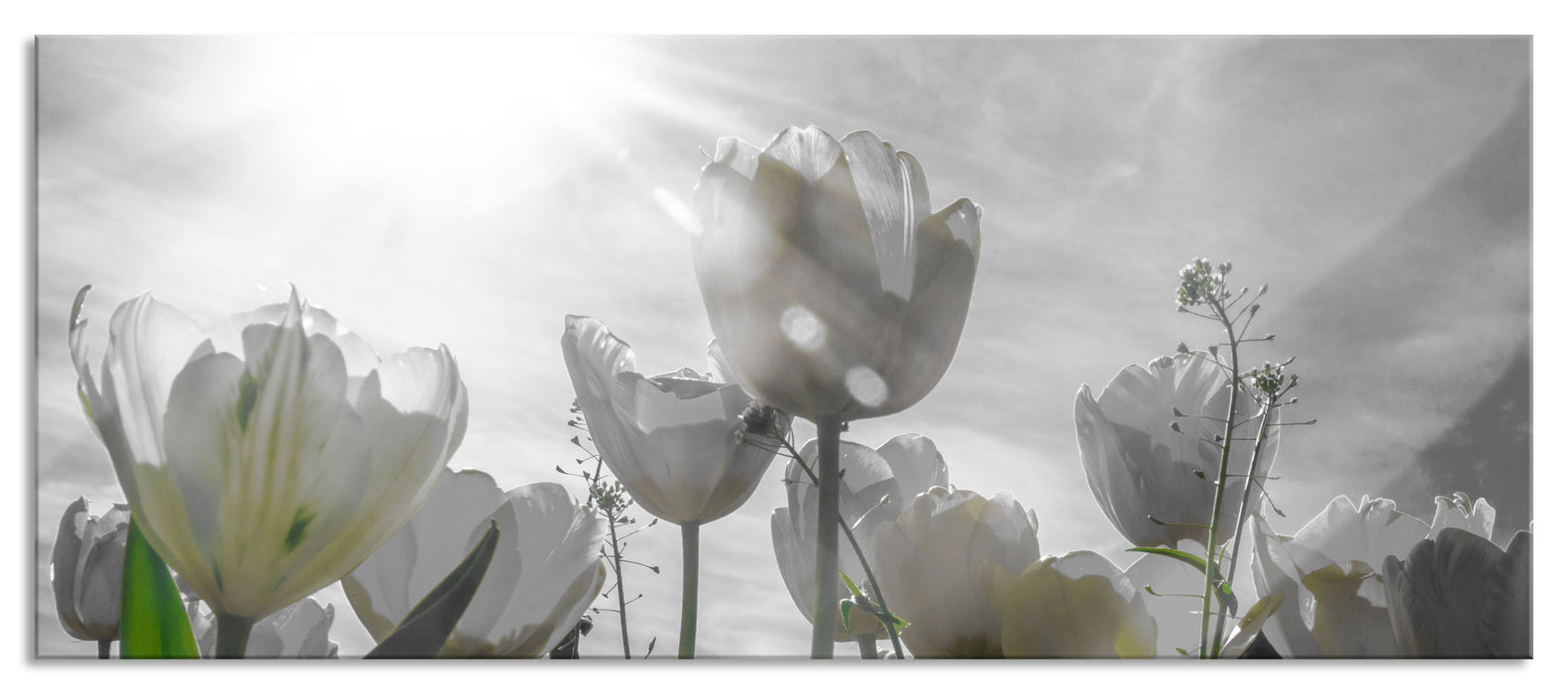 Pixxprint wunderschöne Tulpenwiese, Glasbild Panorama