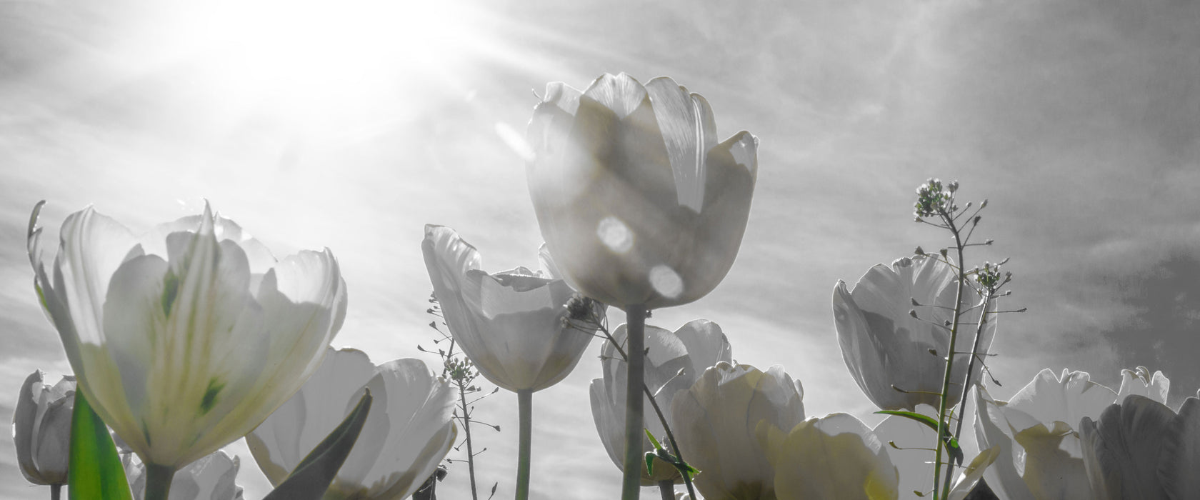 wunderschöne Tulpenwiese, Glasbild Panorama