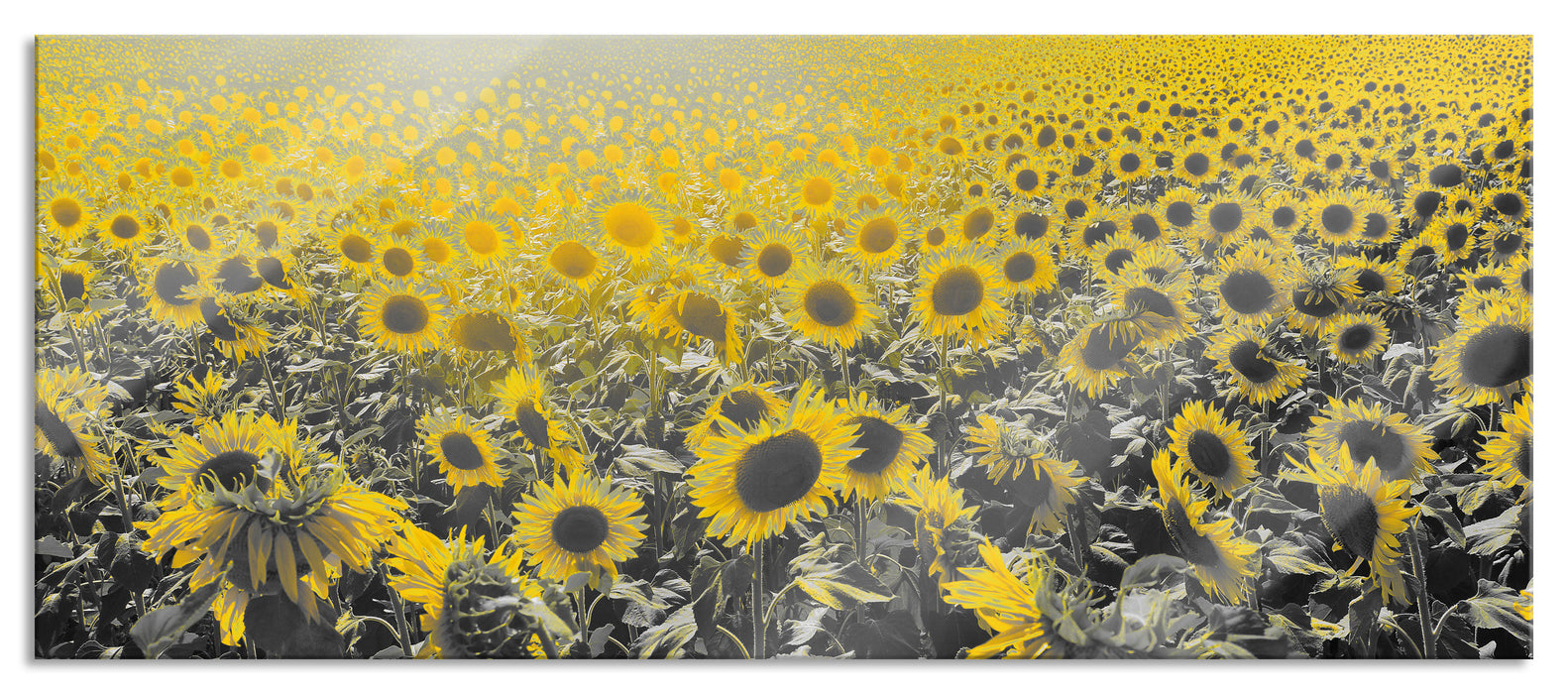 Pixxprint Wunderschönes Sonnenblumenfeld, Glasbild Panorama