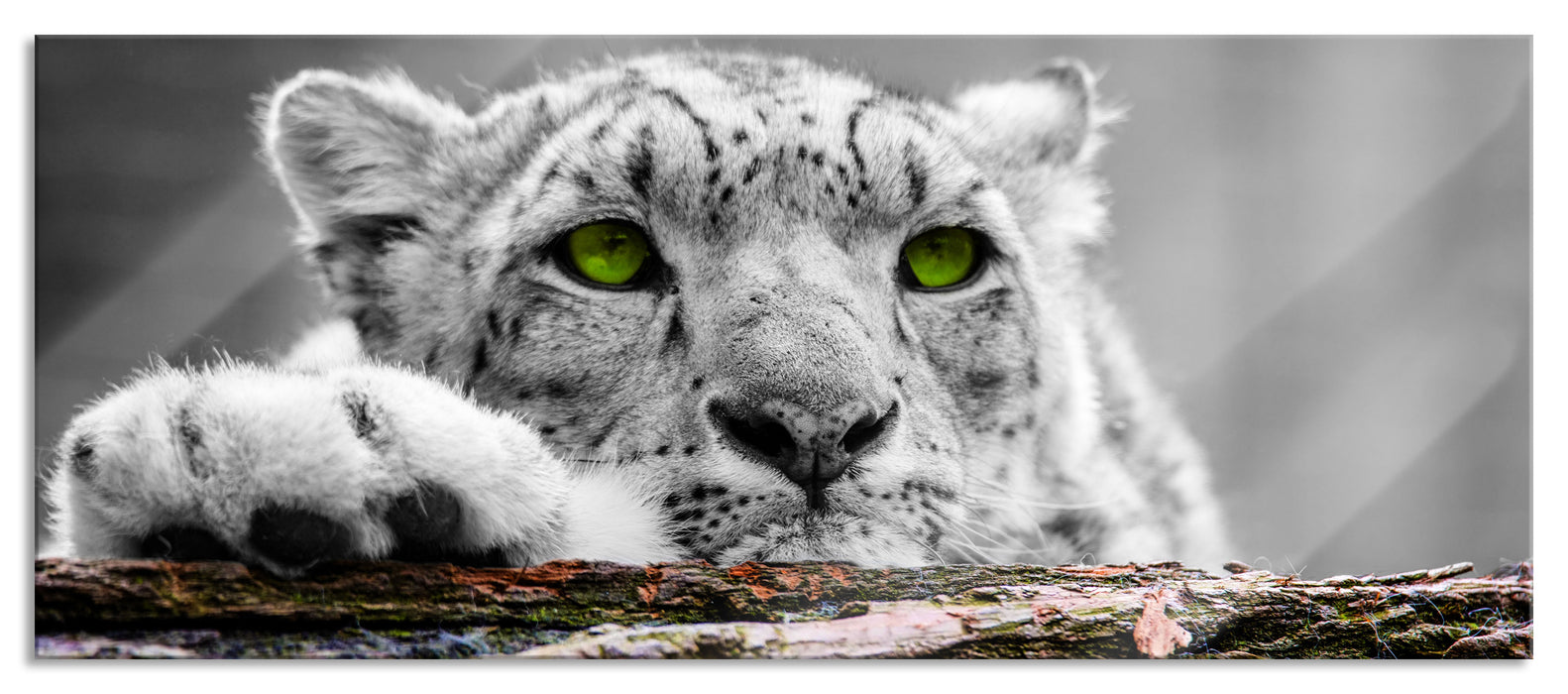 Pixxprint Schöner Gepard mit grünen Augen, Glasbild Panorama