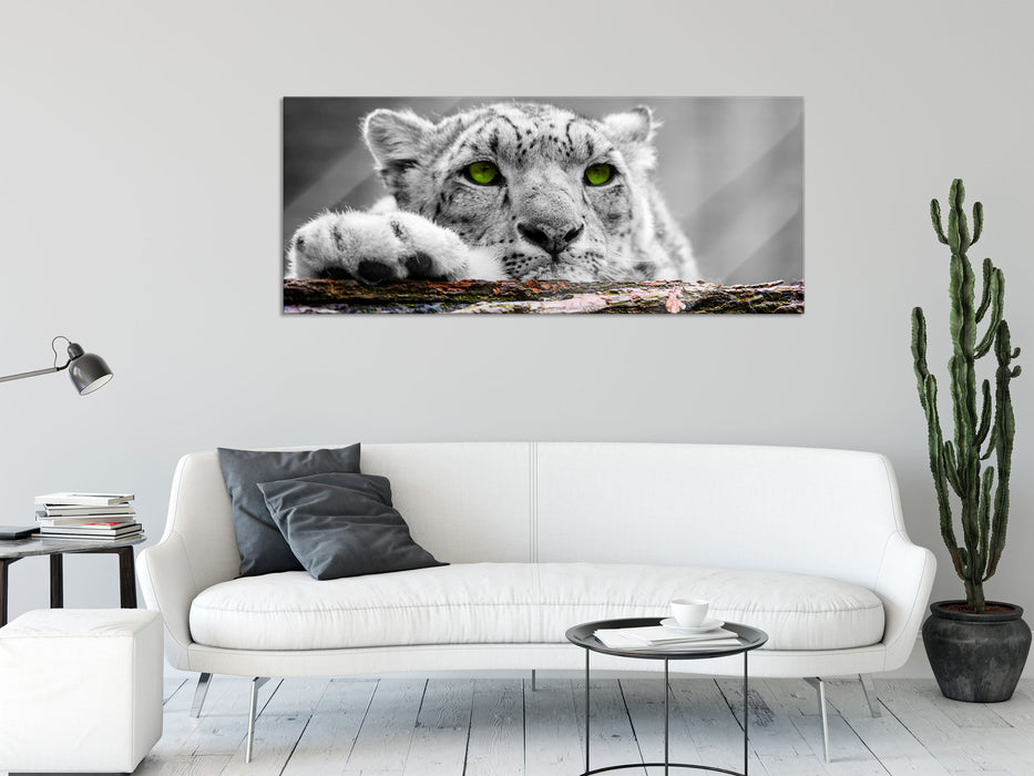 Schöner Gepard mit grünen Augen, Glasbild Panorama