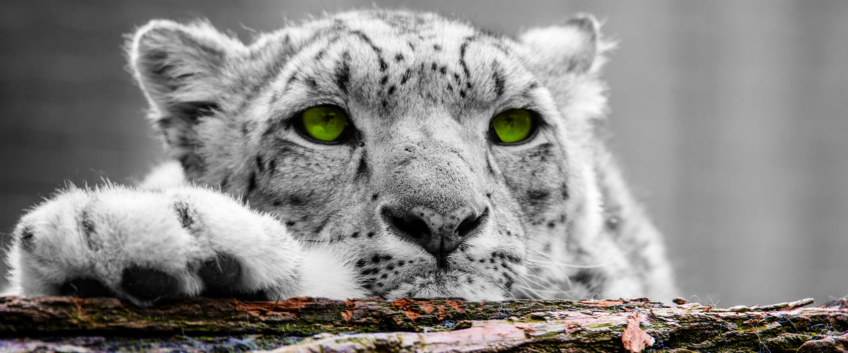 Schöner Gepard mit grünen Augen, Glasbild Panorama