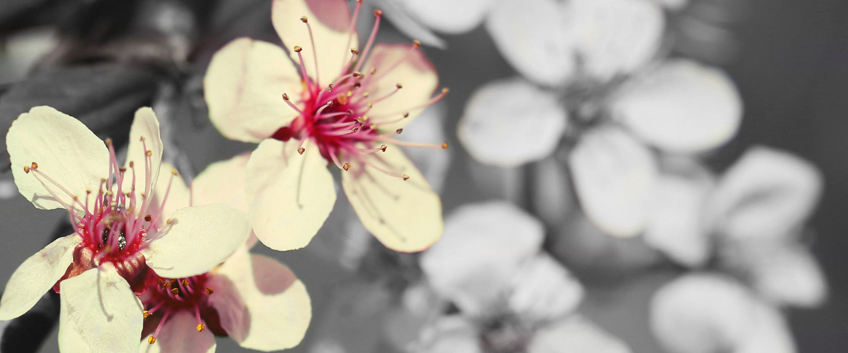 Kirschblüten im Retro Stil, Glasbild Panorama