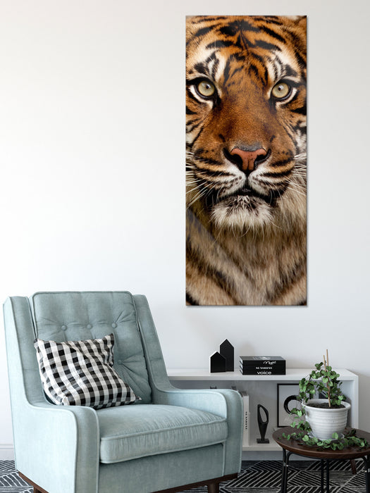 Aufmerksamer Tiger, Glasbild Panorama