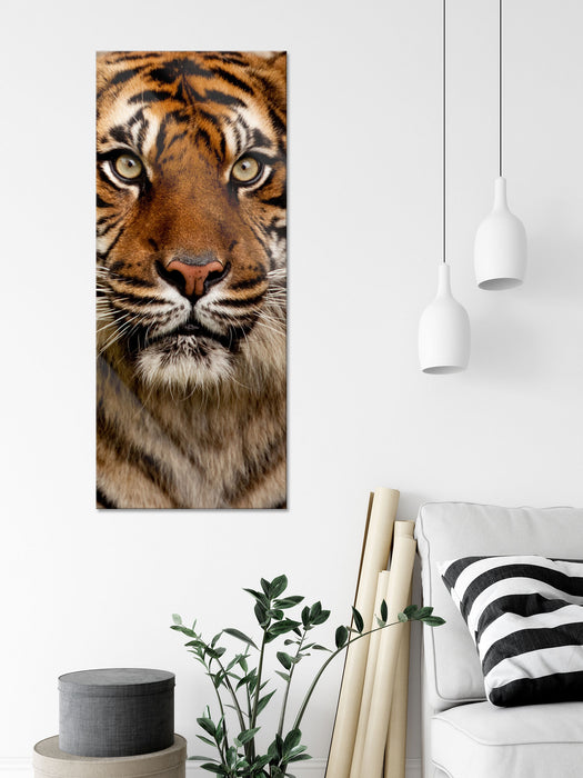 Aufmerksamer Tiger, Glasbild Panorama