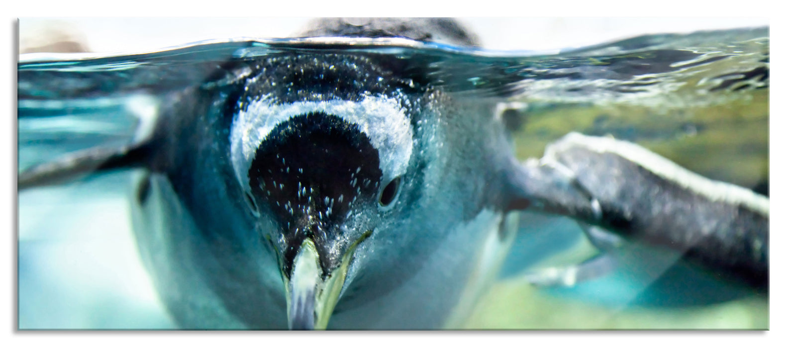 Pixxprint Pinguin im Wasser, Glasbild Panorama