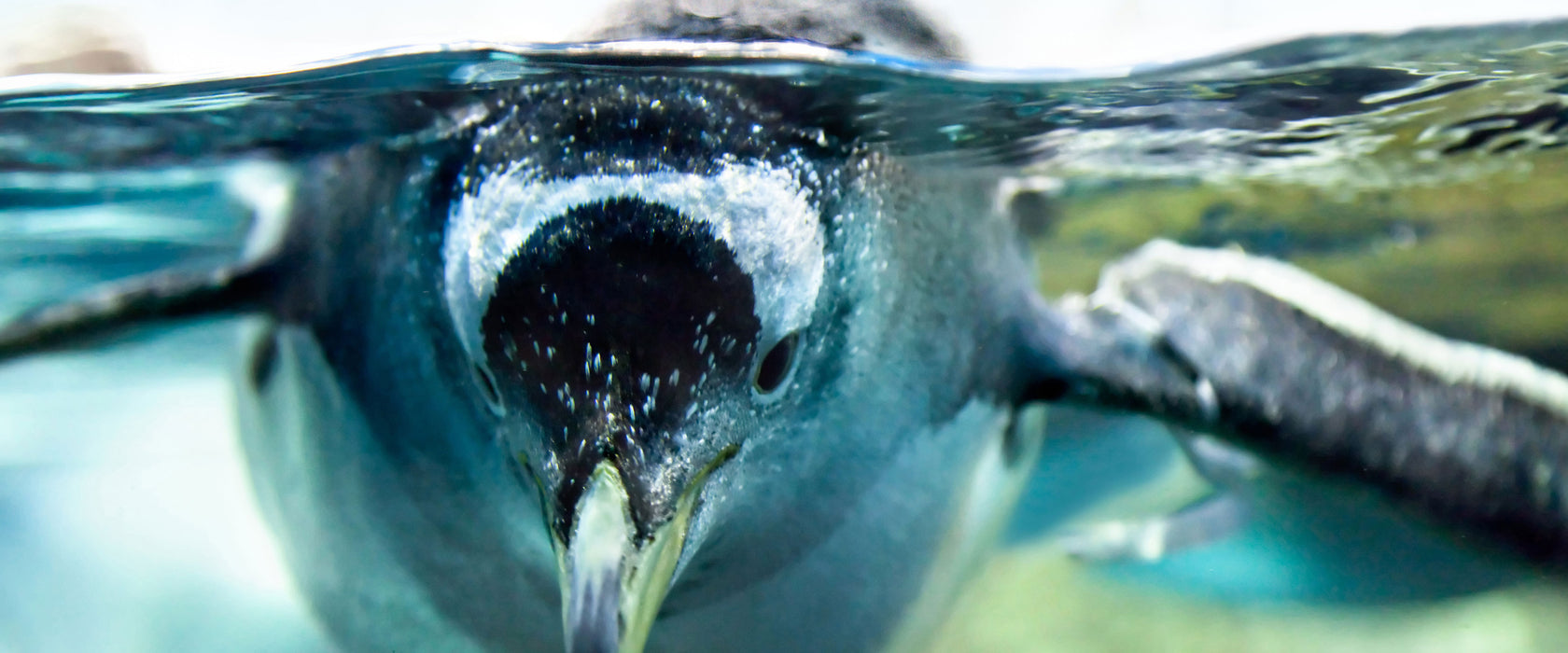 Pinguin im Wasser, Glasbild Panorama