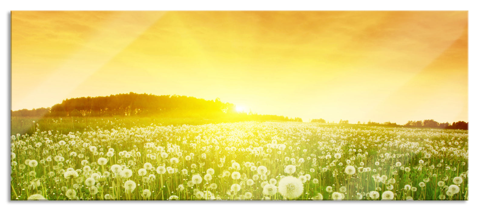 Pixxprint Pusteblumen Sonnenuntergang, Glasbild Panorama