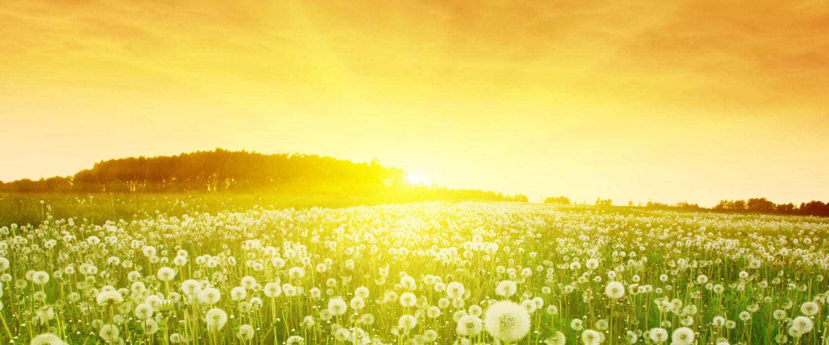 Pusteblumen Sonnenuntergang, Glasbild Panorama