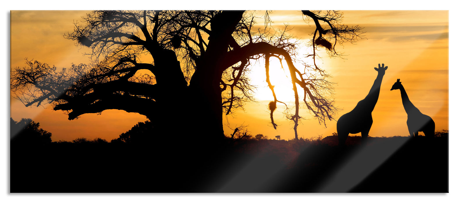 Pixxprint Zwei Giraffen in der Wüste, Glasbild Panorama