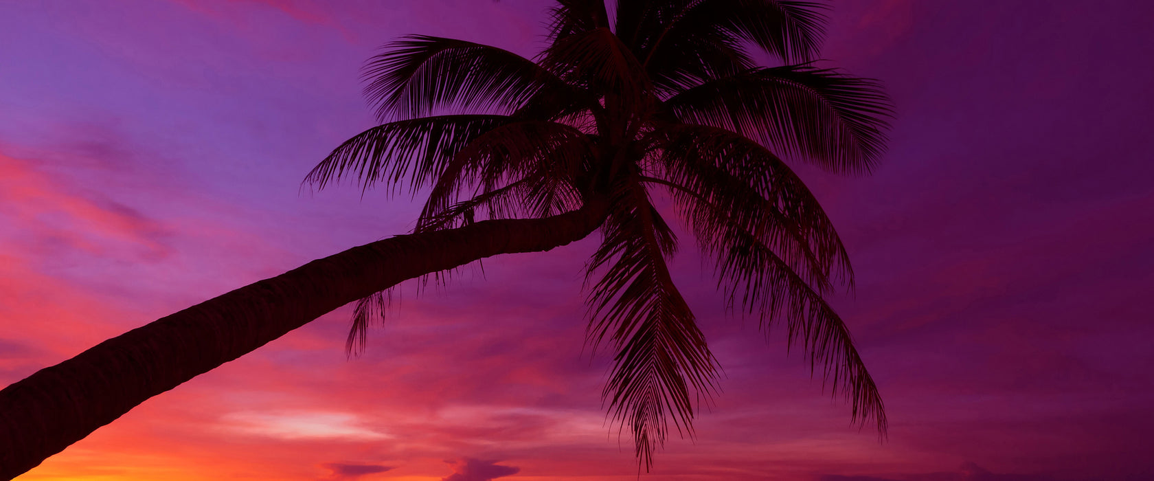 Palme am Meer mit Sonnenuntergang, Glasbild Panorama