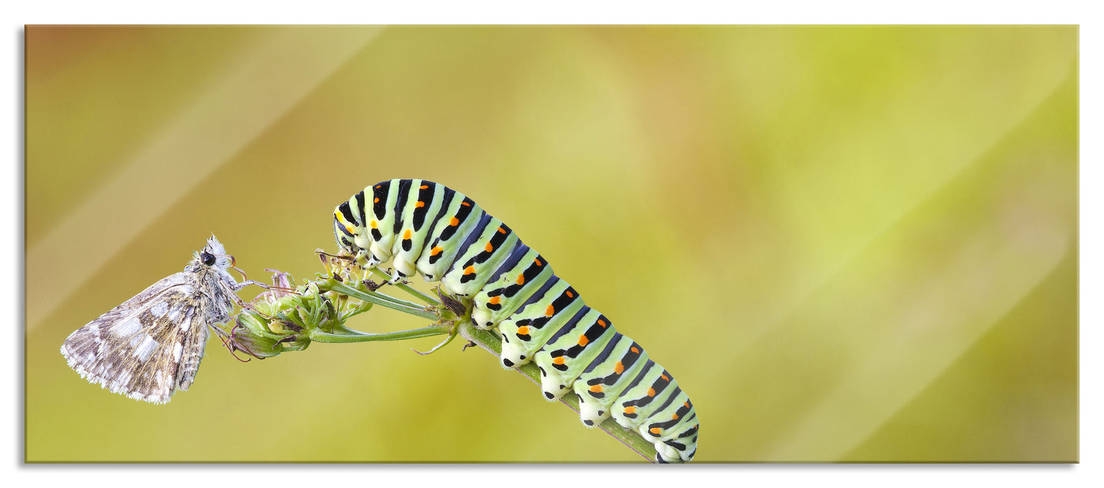 Pixxprint Schwalbenschwanzraupen und Falter, Glasbild Panorama