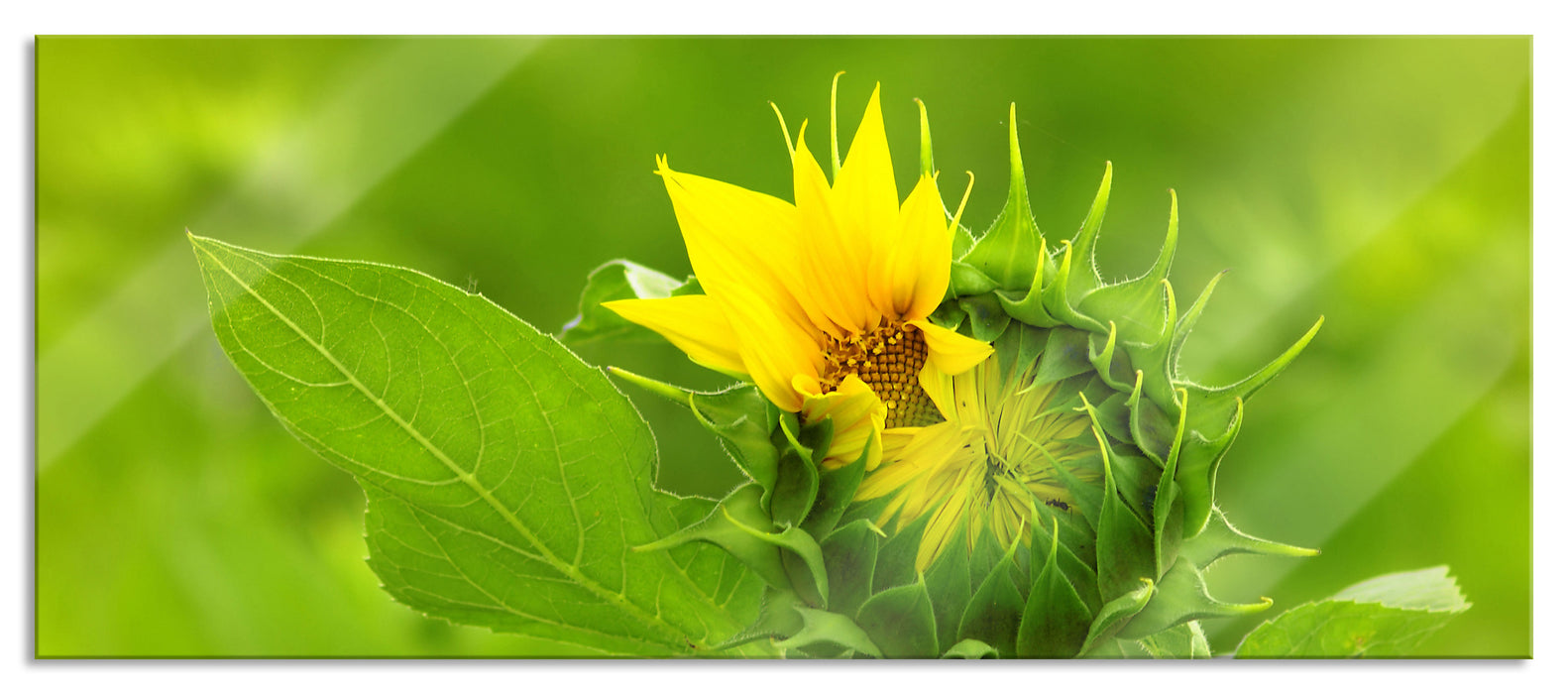 Pixxprint Aufblühende Sonnenblume, Glasbild Panorama