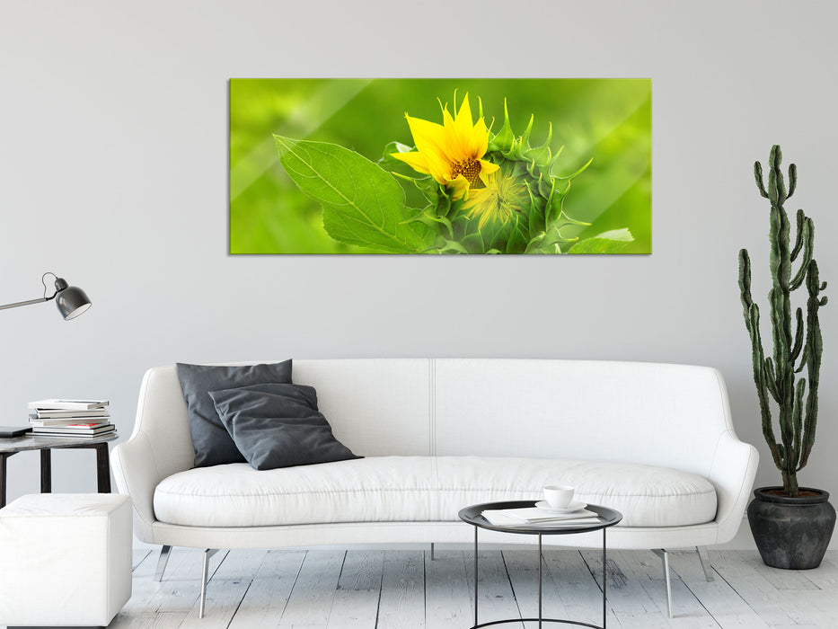 Aufblühende Sonnenblume, Glasbild Panorama