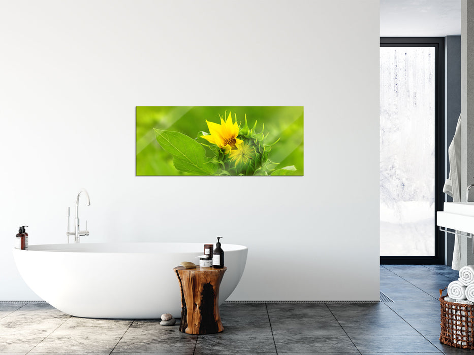 Aufblühende Sonnenblume, Glasbild Panorama