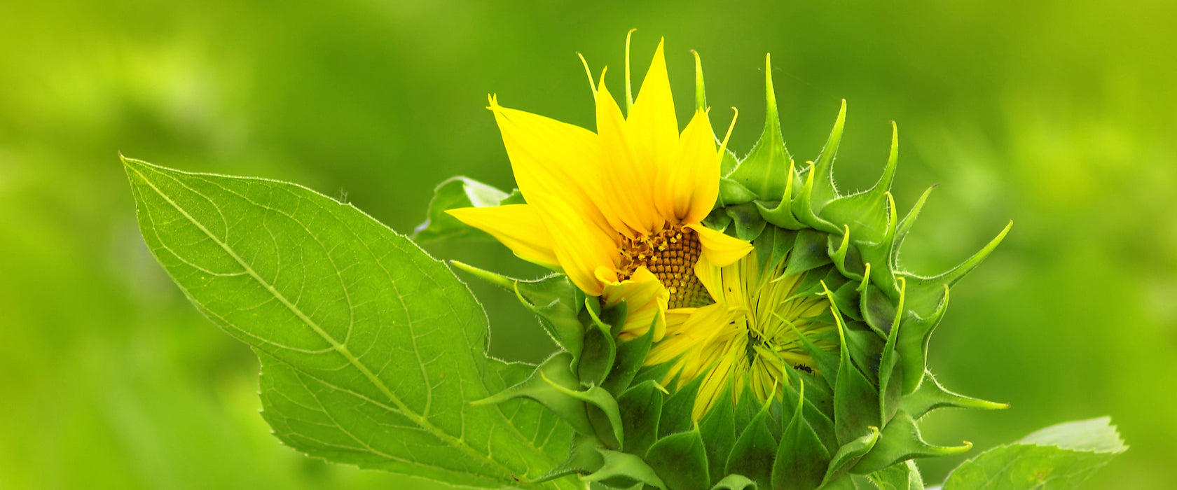 Aufblühende Sonnenblume, Glasbild Panorama