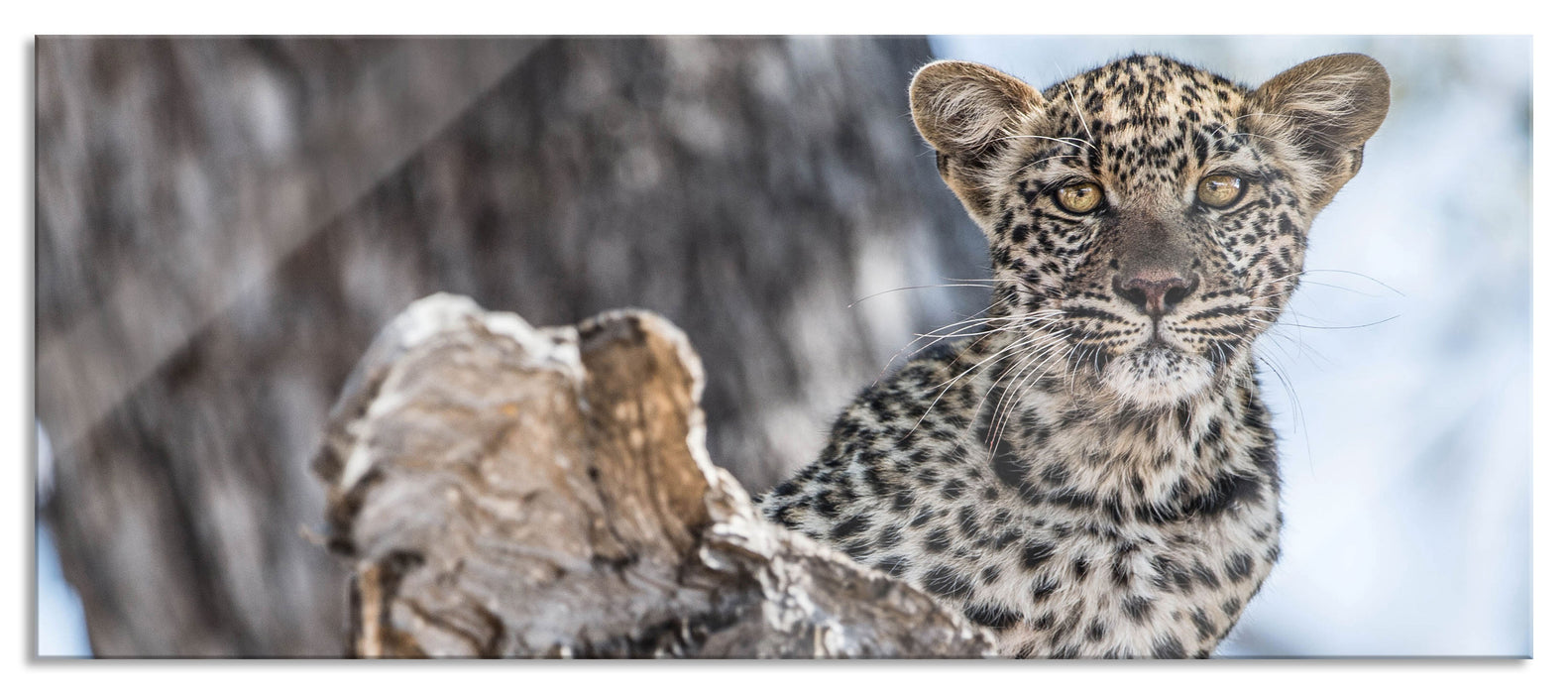 Pixxprint Leopardjunges auf Baum, Glasbild Panorama