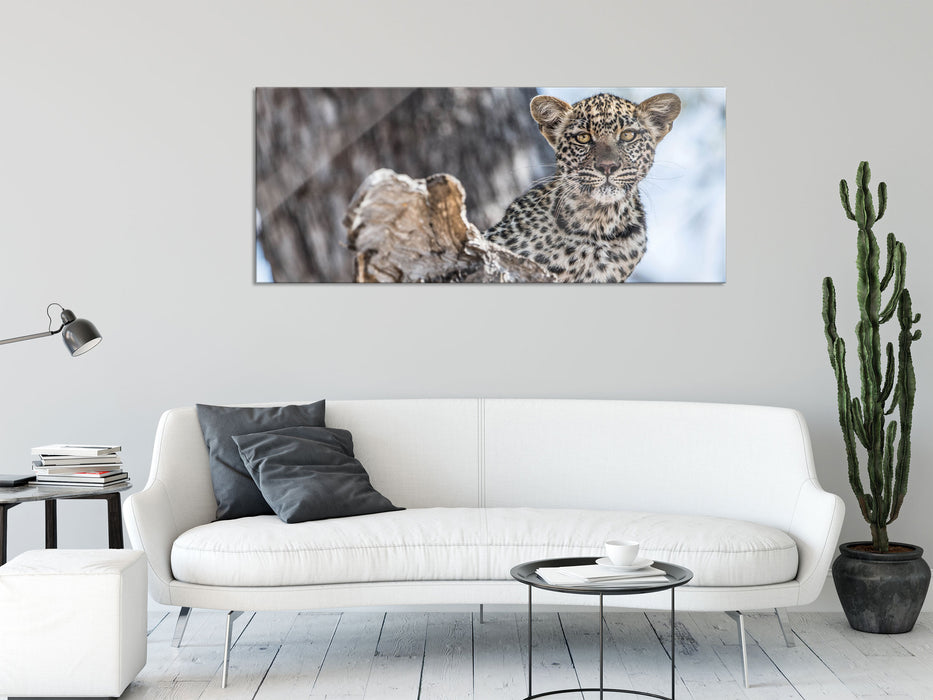 Leopardjunges auf Baum, Glasbild Panorama