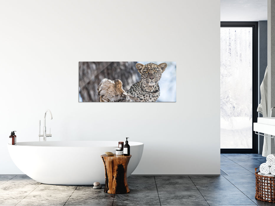 Leopardjunges auf Baum, Glasbild Panorama