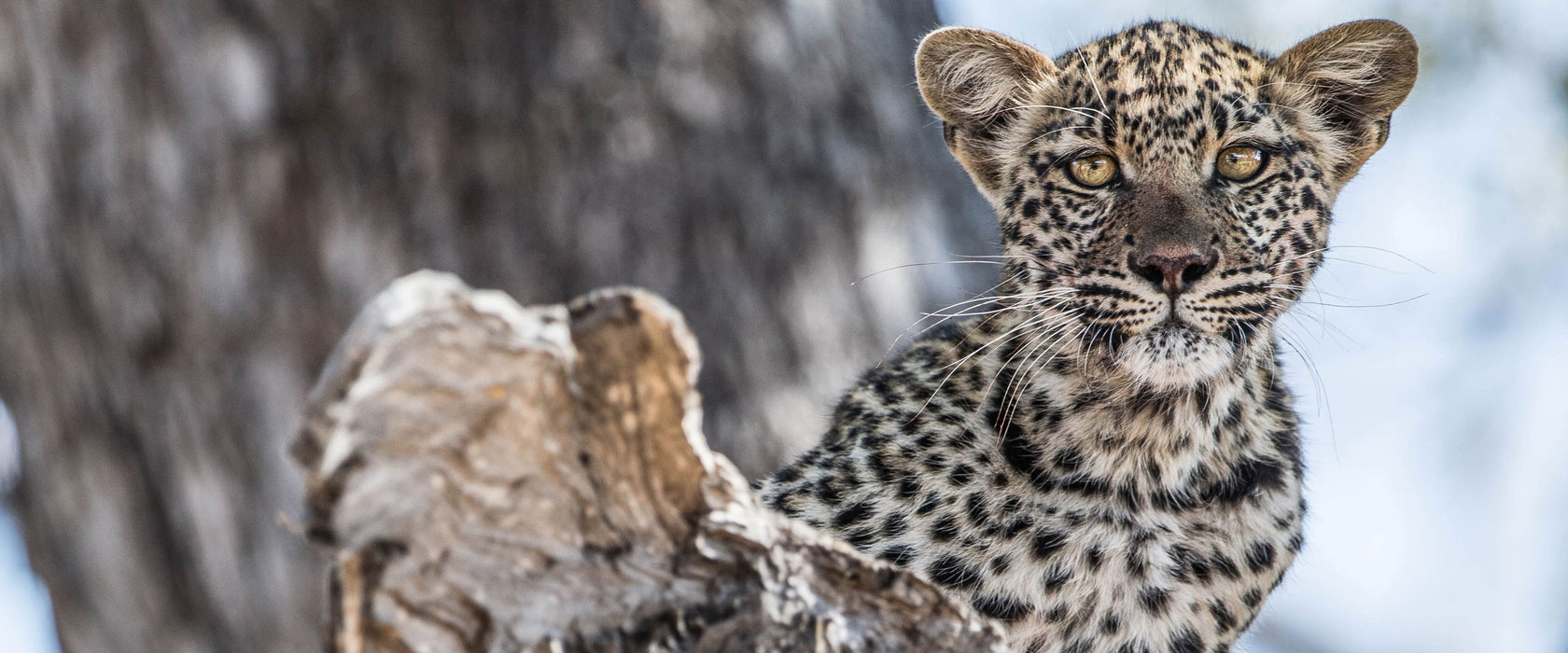 Leopardjunges auf Baum, Glasbild Panorama