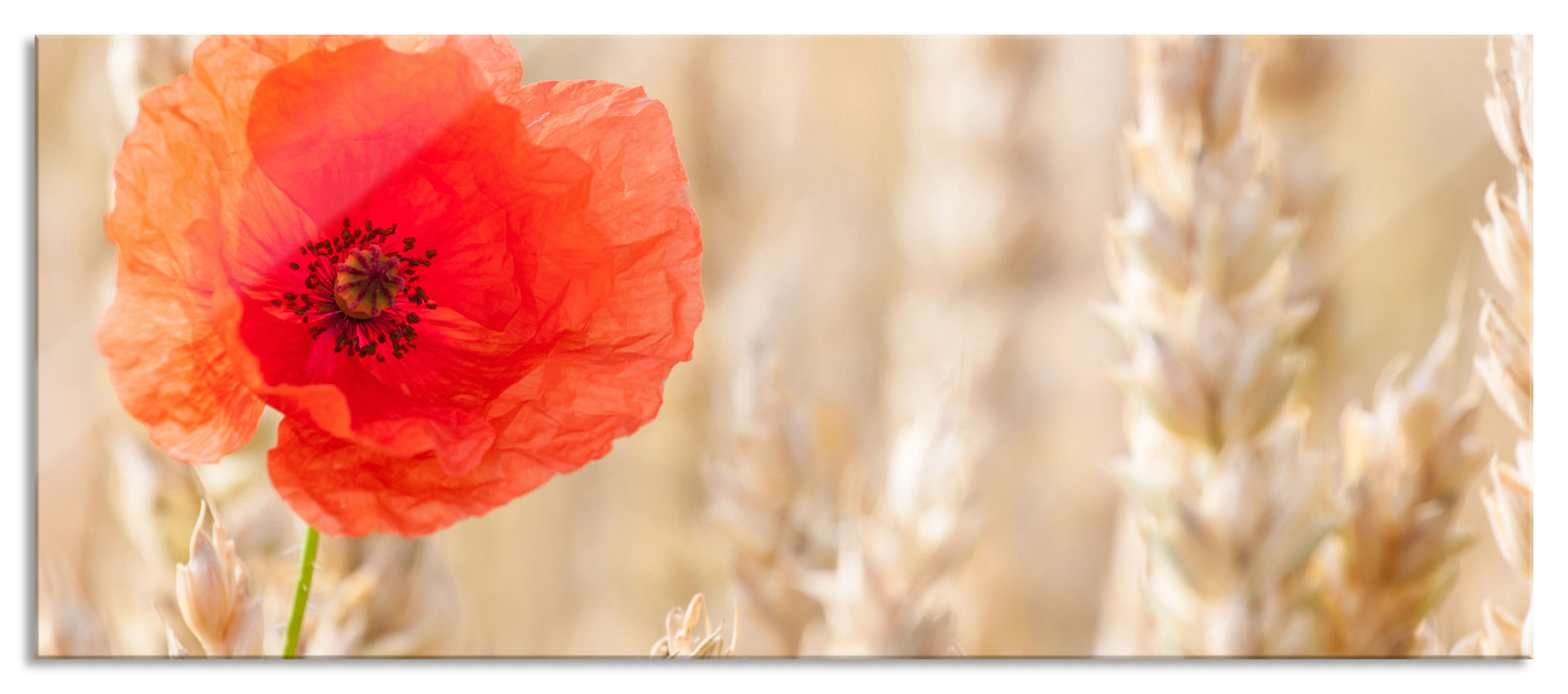 Pixxprint Mohnblume im Kornfeld, Glasbild Panorama