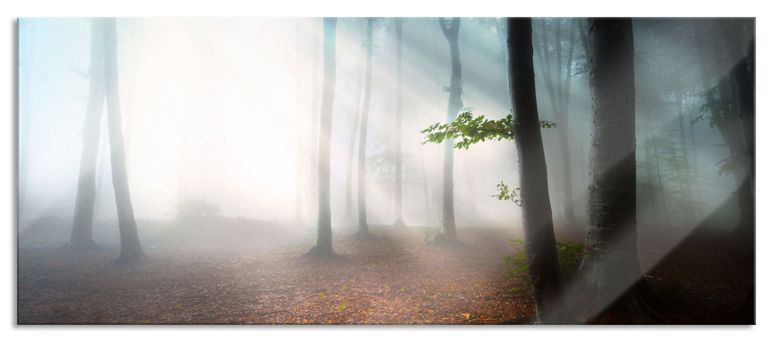 Pixxprint Düsterer Wald im Nebel, Glasbild Panorama