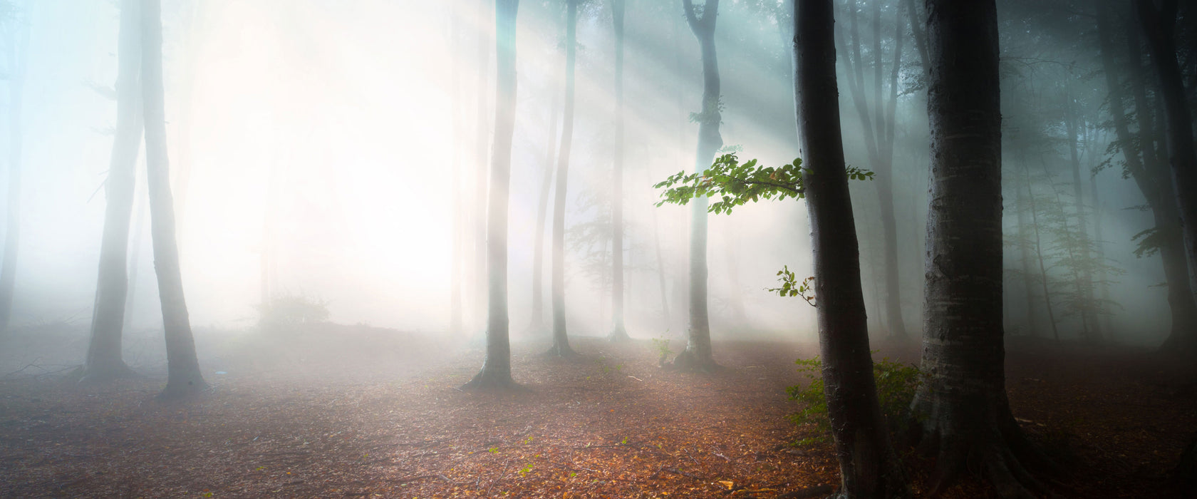 Düsterer Wald im Nebel, Glasbild Panorama