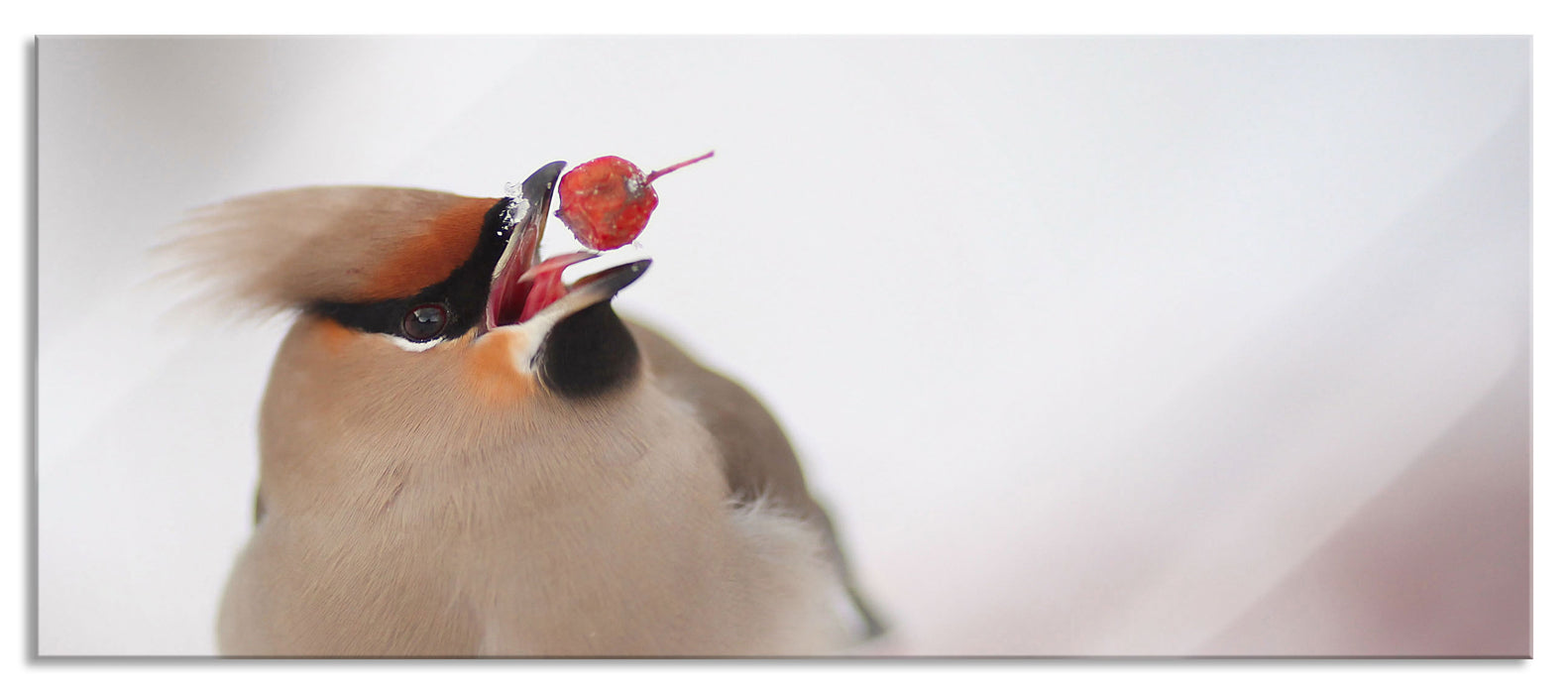 Pixxprint Kleiner Vogel im Schnee, Glasbild Panorama