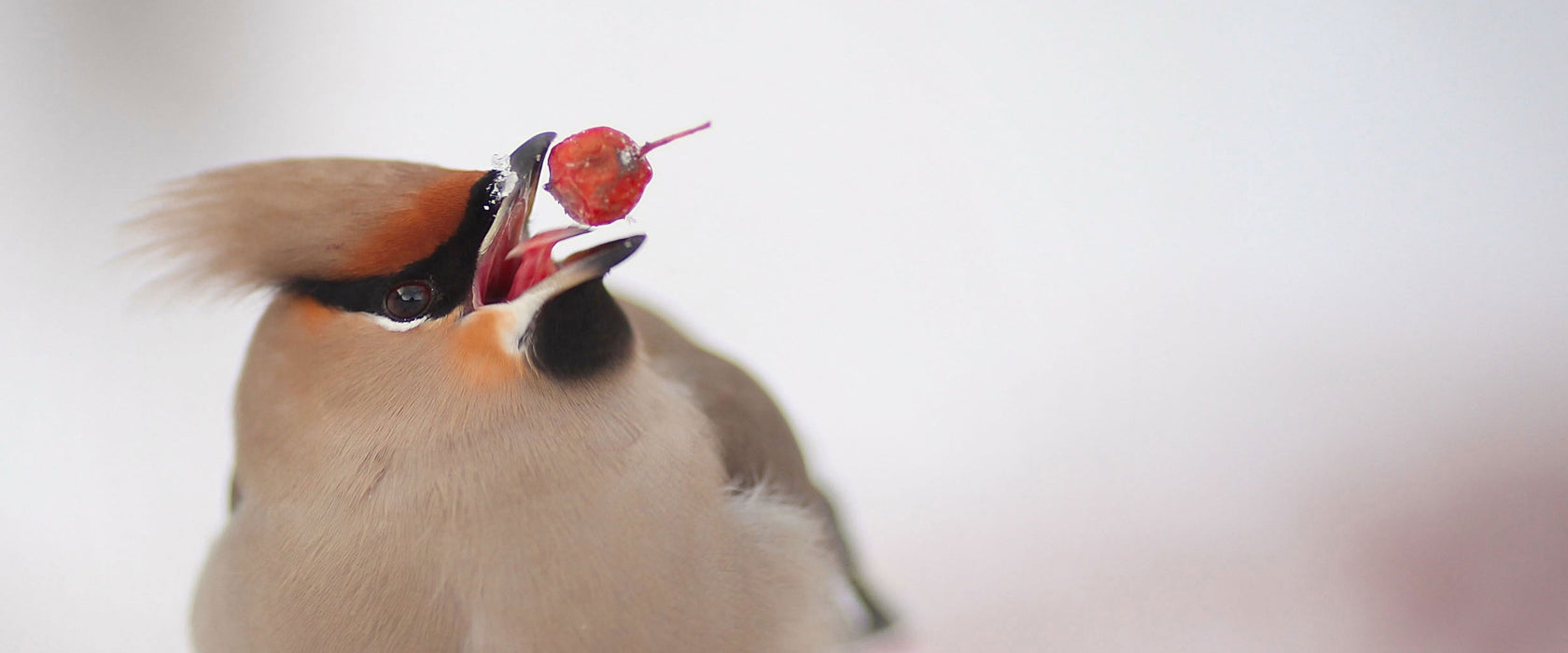 Kleiner Vogel im Schnee, Glasbild Panorama