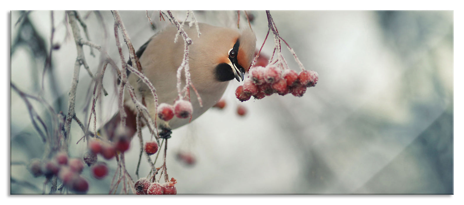 Pixxprint Kleiner Vogel im Vogelbeerbaum, Glasbild Panorama