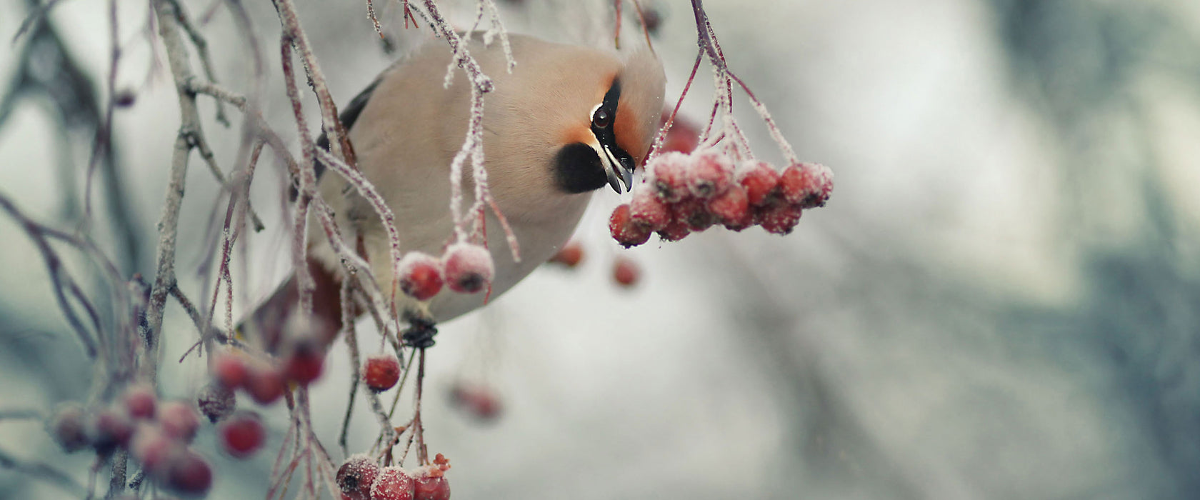 Kleiner Vogel im Vogelbeerbaum, Glasbild Panorama